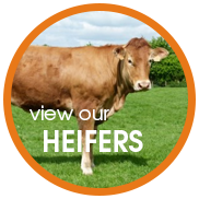 Heifers