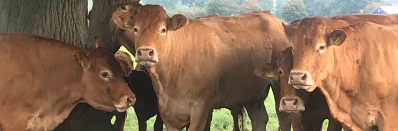 About Honesberie Limousins