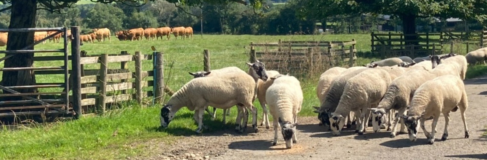 About Honesberie Limousins