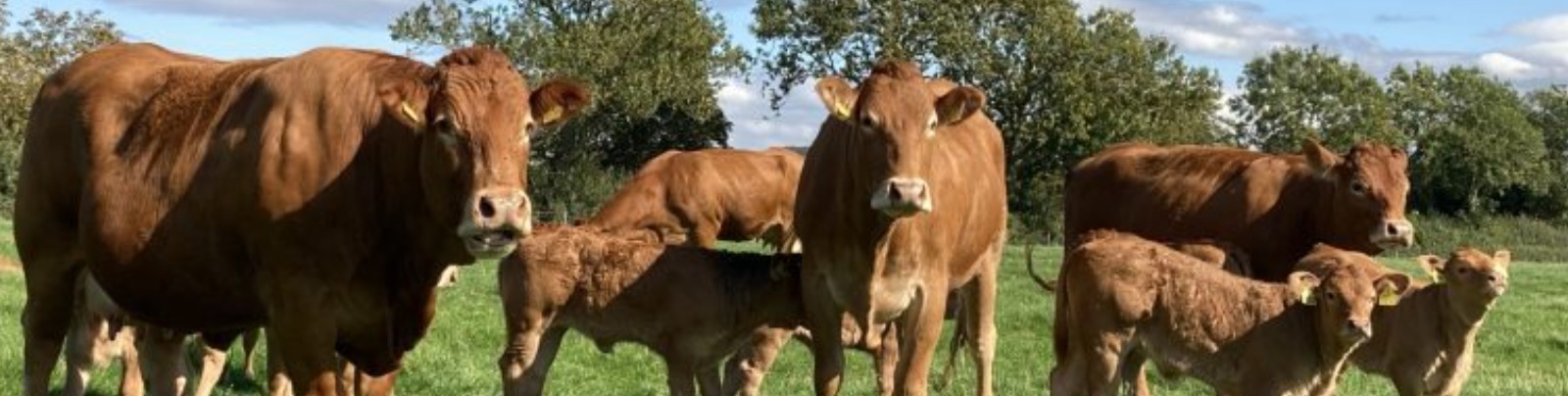Honesberie Farm cookies 