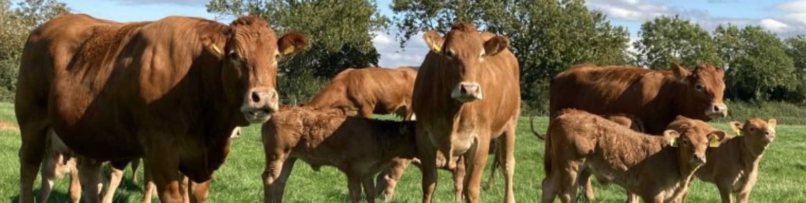 Honesberie Cows, Warwickshire