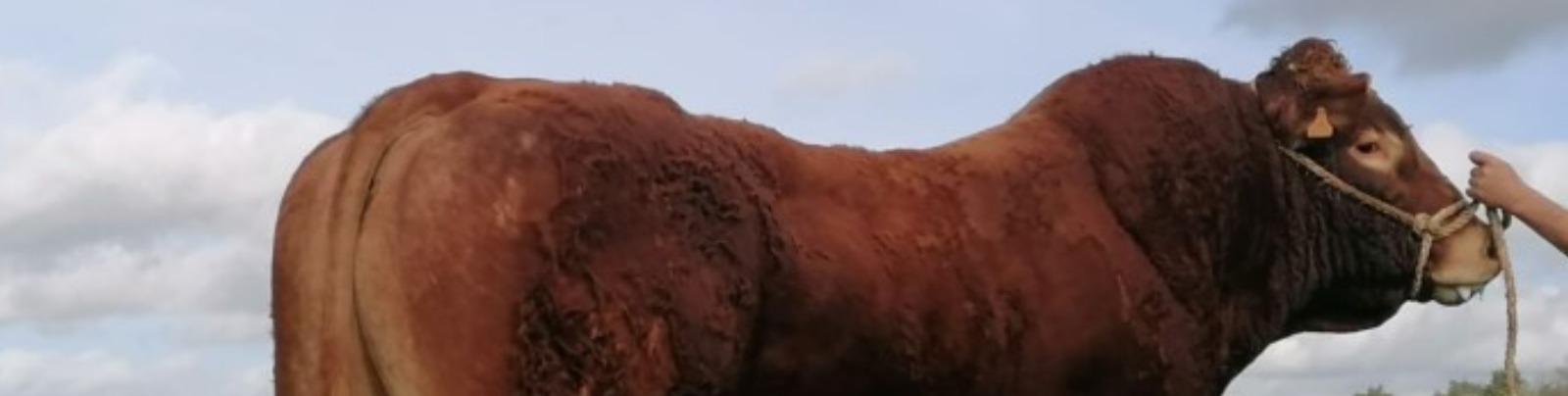 Honesberie Bulls, Warwickshire